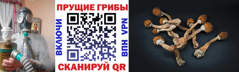 Галлюциногенные грибы Psilocybine cubensis  хочу наркоту  Лабытнанги 